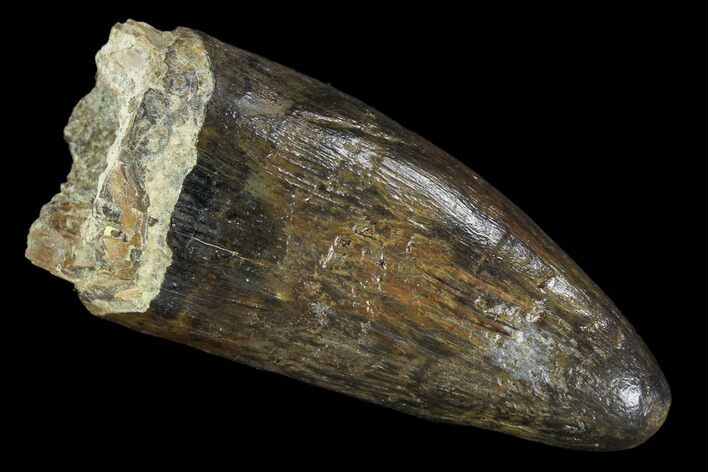 Fossil Deinosuchus Tooth - Aguja Formation, Texas #116665